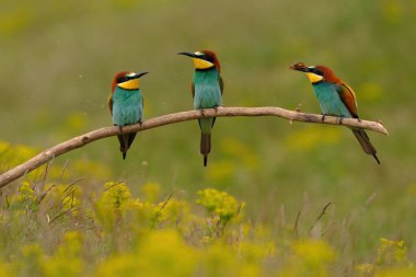 Group of colorful bee-eater on tree branch, against of yellow flowers background