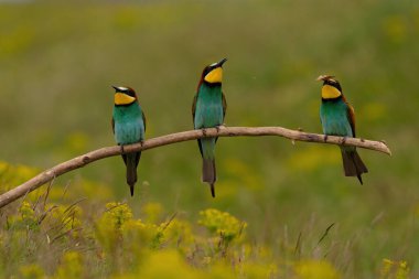 Group of colorful bee-eater on tree branch, against of yellow flowers background