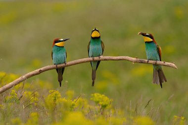 Group of colorful bee-eater on tree branch, against of yellow flowers background