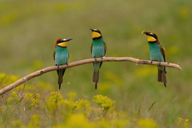 Group of colorful bee-eater on tree branch, against of yellow flowers background