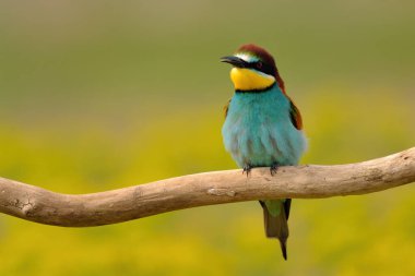 Colorful bee-eater on tree branch, against of yellow flowers background