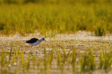 Siyah kanatlı stilt - himantopus himantopus suda yürüyor, kırmızı bacaklar siyah ve beyaz wader