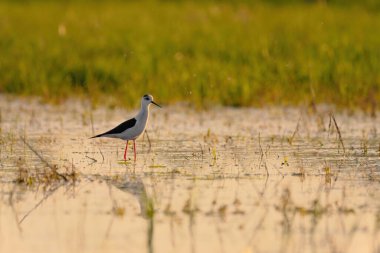 Siyah kanatlı stilt - himantopus himantopus suda yürüyor, kırmızı bacaklar siyah ve beyaz wader