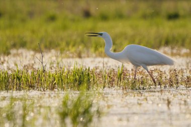 Great egret in the swamp