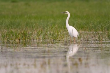 Great egret in the swamp