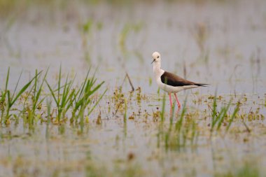 Siyah kanatlı stilt - himantopus himantopus suda yürüyor, kırmızı bacaklar siyah ve beyaz wader