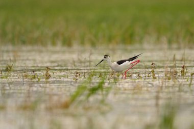 Siyah kanatlı stilt - himantopus himantopus suda yürüyor, kırmızı bacaklar siyah ve beyaz wader
