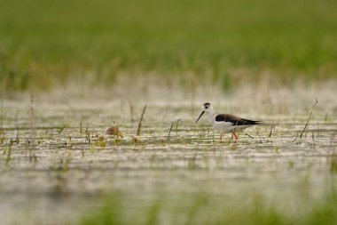 Siyah kanatlı stilt - himantopus himantopus suda yürüyor, kırmızı bacaklar siyah ve beyaz wader