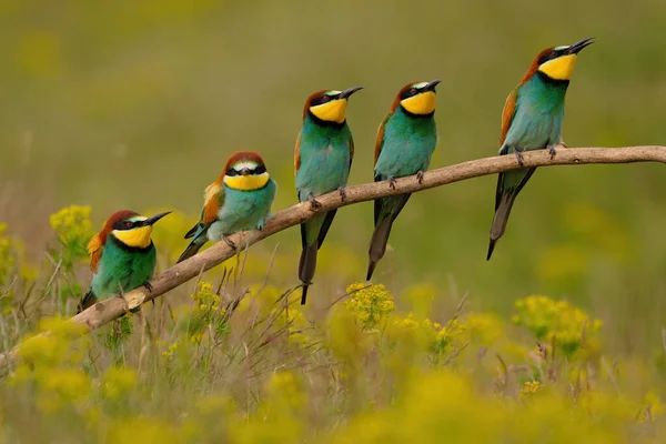 Gruppo Colorati Mangiatori Api Ramo Albero Contro Sfondo Fiori Gialli — Foto Stock