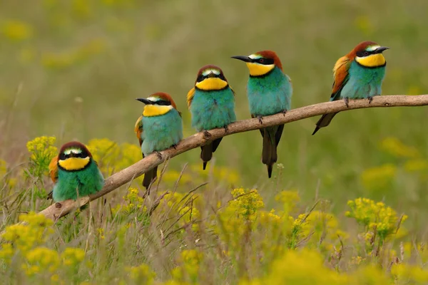 Gruppo Colorati Mangiatori Api Ramo Albero Contro Sfondo Fiori Gialli — Foto Stock