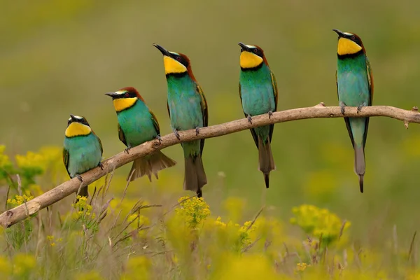 Gruppo Colorati Mangiatori Api Ramo Albero Contro Sfondo Fiori Gialli — Foto Stock