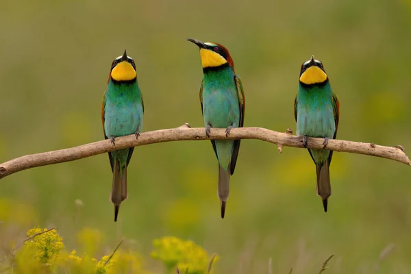 Gruppo Colorati Mangiatori Api Ramo Albero Contro Sfondo Fiori Gialli — Foto Stock