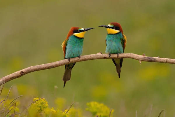 Group Colorful Bee Eater Tree Branch Yellow Flowers Background — Stock Photo, Image