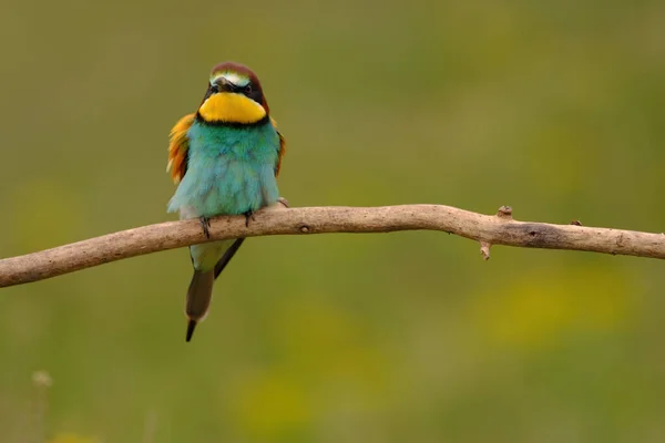 Colorful Bee Eater Tree Branch Yellow Flowers Background — ストック写真