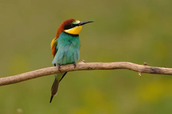 Colorato Mangiatore Api Ramo Albero Contro Sfondo Fiori Gialli — Foto Stock