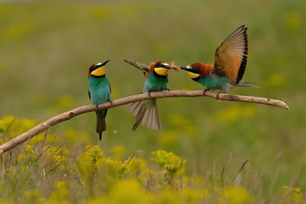 Group Colorful Bee Eater Tree Branch Yellow Flowers Background — Stock Photo, Image