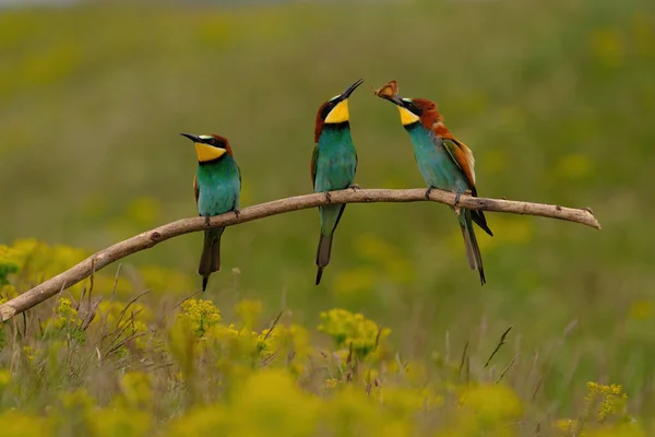 Group Colorful Bee Eater Tree Branch Yellow Flowers Background — Stock Photo, Image