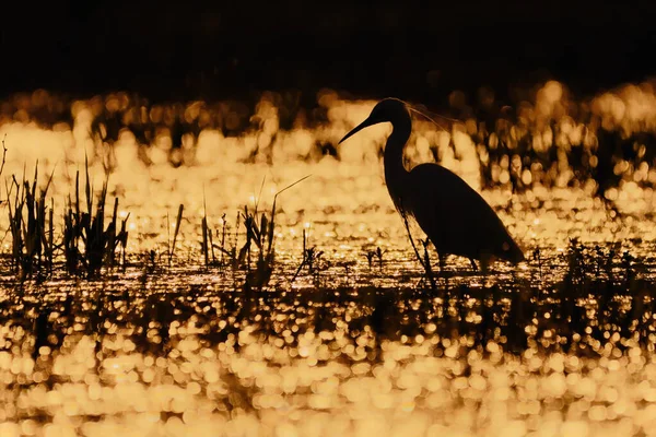 Silhouette Rétroéclairée Photo Une Petite Aigrette Coucher Soleil — Photo