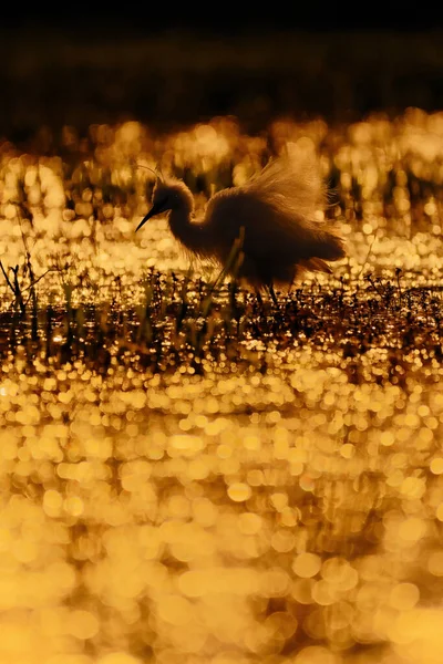 Podsvícená Silueta Fotografie Malého Ptáčka Při Západu Slunce — Stock fotografie
