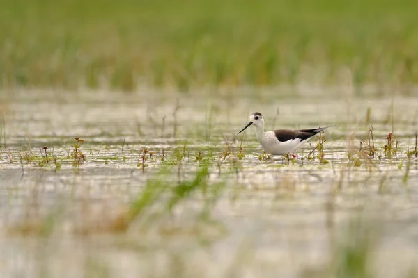 Estilhaço Asa Preta Himantopus Himantopus Pairando Água Pernas Vermelhas Vadeadores — Fotografia de Stock