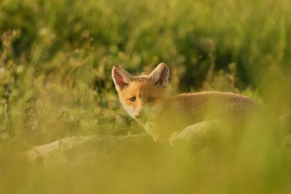 Cute Red Fox Cub Grass Vulpes Vulpes — Stock Photo, Image