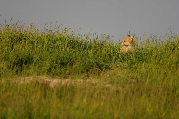 Χαριτωμένο Κόκκινο Αλεπού Cub Στο Γρασίδι Vulpes Vulpes — Φωτογραφία Αρχείου