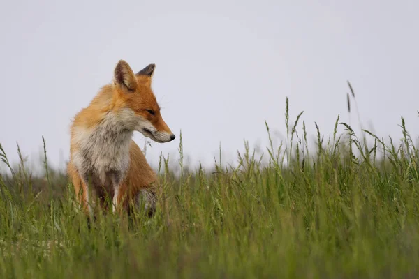 Röd Räv Vulpes Vulpes Gräset — Stockfoto