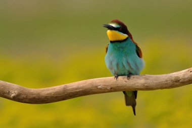 Colorful bee-eater on tree branch, against of yellow flowers background