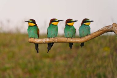 Group of colorful bee-eater on tree branch, against of yellow flowers background