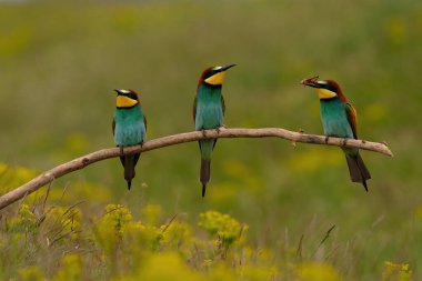 Group of colorful bee-eater on tree branch, against of yellow flowers background