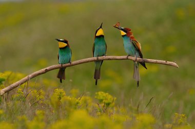 Group of colorful bee-eater on tree branch, against of yellow flowers background
