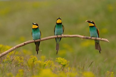 Group of colorful bee-eater on tree branch, against of yellow flowers background