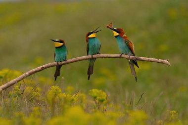 Group of colorful bee-eater on tree branch, against of yellow flowers background