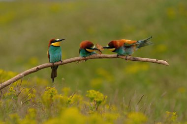 Group of colorful bee-eater on tree branch, against of yellow flowers background