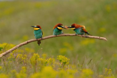 Group of colorful bee-eater on tree branch, against of yellow flowers background