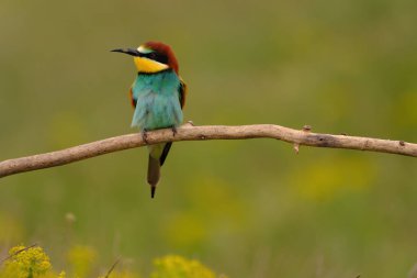 Colorful bee-eater on tree branch, against of yellow flowers background