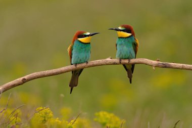 Group of colorful bee-eater on tree branch, against of yellow flowers background