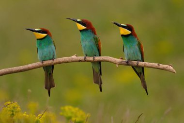 Group of colorful bee-eater on tree branch, against of yellow flowers background
