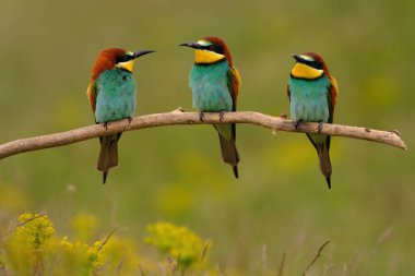 Group of colorful bee-eater on tree branch, against of yellow flowers background