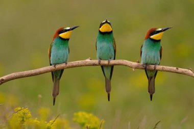 Group of colorful bee-eater on tree branch, against of yellow flowers background