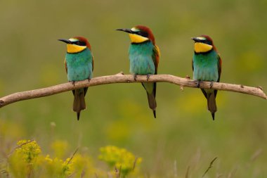 Group of colorful bee-eater on tree branch, against of yellow flowers background