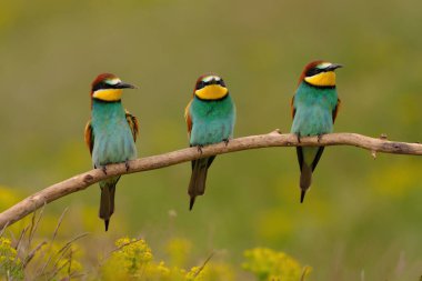Group of colorful bee-eater on tree branch, against of yellow flowers background