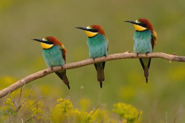 Group of colorful bee-eater on tree branch, against of yellow flowers background