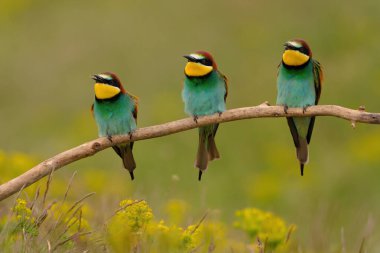 Group of colorful bee-eater on tree branch, against of yellow flowers background
