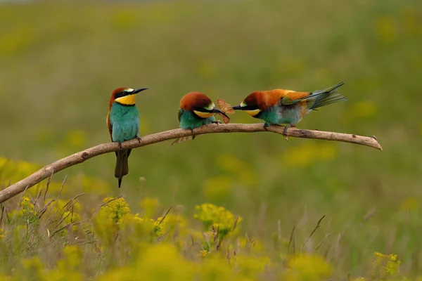 Grupo Abelha Comedor Colorido Ramo Árvore Contra Flores Amarelas Fundo — Fotografia de Stock