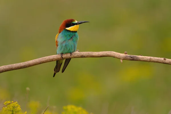 Colorato Mangiatore Api Ramo Albero Contro Sfondo Fiori Gialli — Foto Stock