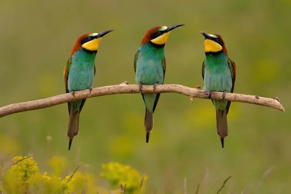 Gruppe Von Bunten Bienenfressern Auf Ast Vor Gelbem Blütenhintergrund — Stockfoto