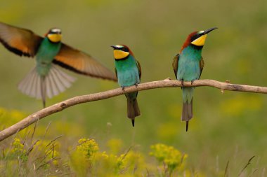 Group of colorful bee-eater on tree branch, against of yellow flowers background