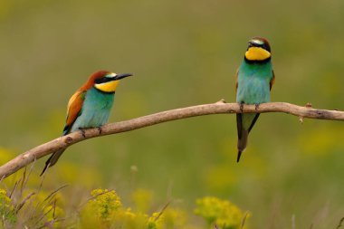 Group of colorful bee-eater on tree branch, against of yellow flowers background