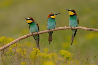 Group of colorful bee-eater on tree branch, against of yellow flowers background